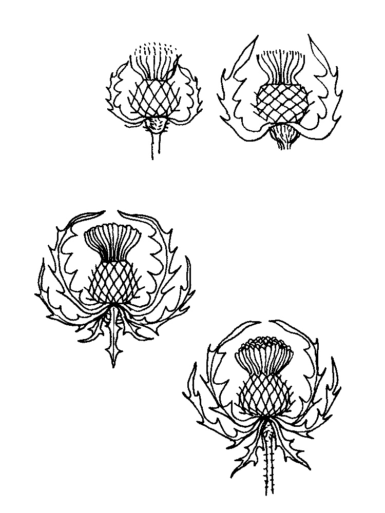 cardoon